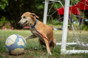 Sport lança projeto para adoção responsável de animais no clube